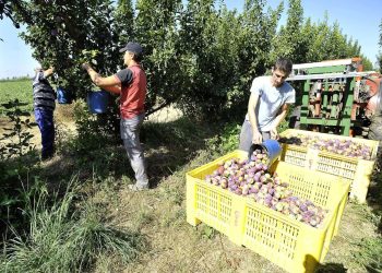 Crecimiento productivo: en Mendoza se incorporaron 2500 nuevas hectáreas entre olivos, duraznos, frutos secos, cerezas y ciruelas