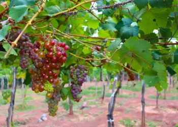 Cómo funciona la biotecnología que elimina virus de las plantas de vid