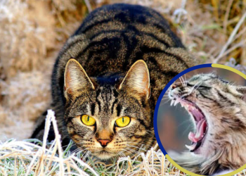 Macabro hallazgo en La Plata: encontraron el cuerpo de un hombre que fue devorado por sus gatos