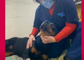 Crueldad animal sin límites: baleó a su perra porque le comió el matambre a la pizza