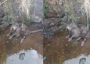 Neuquén: El extraño animal que dejó la crecida de un río