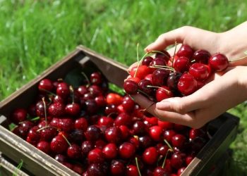 Continúa creciendo la producción de cerezas en Mendoza aunque las hectáreas implantadas hayan disminuido