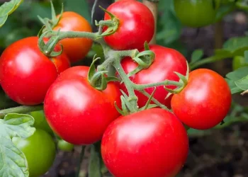 Hay alerta por un virus que afecta al tomate: de qué de trata