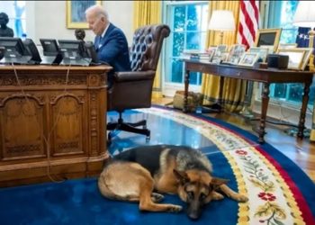Preocupa en la Casa Blanca un perro de Biden que ataca al personal