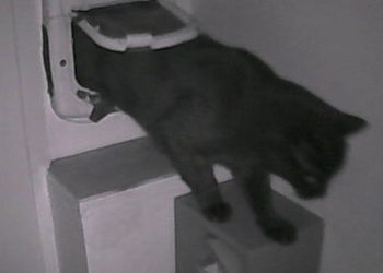 Quién es Pépito, el gato que se volvió furor en Twitter simplemente por salir de su casa