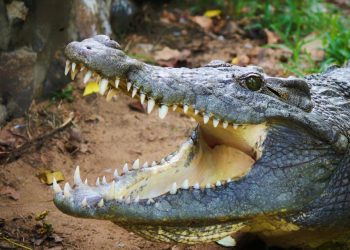 Tragedia en Estados Unidos: una mujer murió tras ser atacada por un caimán mientras paseaba a su perro