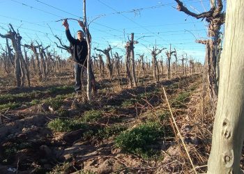 En la Semana del Bonarda, productores destacan el rol del Fondo para la Transformación