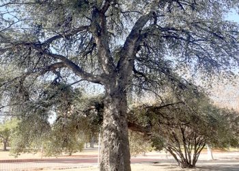 Cuidemos a nuestros alcornoques