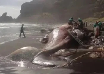 Le hizo autopsia a ballena encallada para saber de qué había muerto y lo que halló dentro lo dejó perplejo