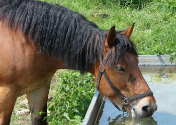Conmoción en San Carlos: Un nene de 2 años fue pateado en el pecho por un caballo y está grave