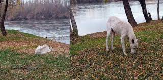 La historia que inundó la redes de emoción: El perro que cruzaba el río a nado para esperar a su dueño que murió