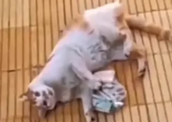 El mejor cazador: su gato volvió con una bolsa llena de billetes y el video se hizo viral en TikTok