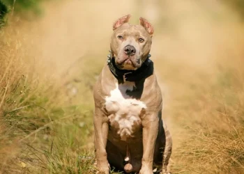 Provincia de Mendoza: Una nena de dos años sufrió graves heridas en la cara por el ataque de un pitbull