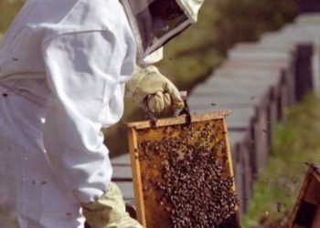 Miel: solo 5% de la producción nacional se consume en el mercado interno