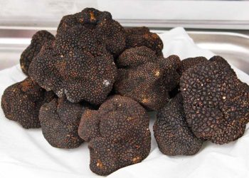 El pueblo con el campo de trufas más grande de Argentina: cómo buscan los “diamantes negros” con perros entrenados