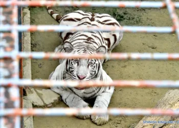 Inédito episodio en Río Negro: Delincuentes entraron a la jaula de los tigres de un zoológico para robar una caja fuerte oculta