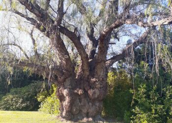 Agosto, el Mes del Árbol