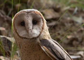 Atraerán lechuzas a Ciudad Mendoza  para eliminar pericotes