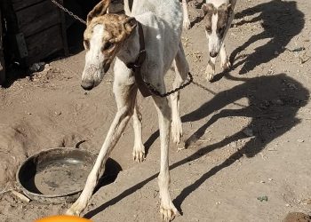 Integrantes de “Proyecto Galgo” y de la Sociedad Protectora de Animales rescataron cinco canes en Rincón del Indio