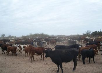 La Dirección de Ganadería de la provincia explicó los convenios mediante los cuales se implementan sus políticas para asistir al sector