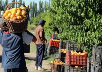 El Gobierno extendió el plazo para la inscripción en el seguro agrícola