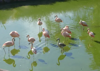 En cautiverio y sin poder volar: investigan por qué los flamencos del Ecoparque no ponen huevos