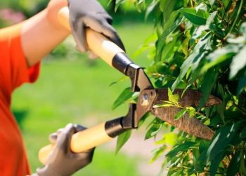 El INTA brindará una charla gratuita sobre “jardinería, redistribución de plantas y poda”