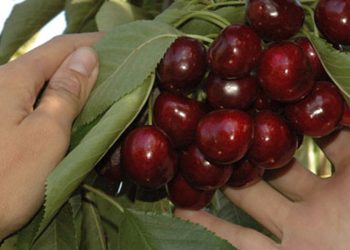 Es argentina, vive en Nueva Zelanda y causó furor al contar cuánto gana por juntar cerezas: “Quiero eso”