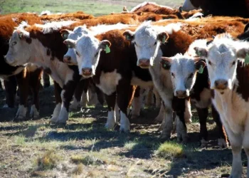 La provincia destinará 37 millones de pesos a una industria clave