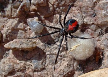 «Para ser Spider-Man»: un nene de 8 años se dejó picar por una araña y quedó internado  en terapia intensiva en un hospital de Bolivia