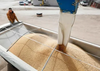 La Argentina, sin valor agregado: en los últimos 35 años solo crecieron las exportaciones de productos primarios