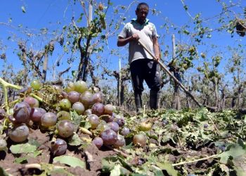 Nuevo Seguro Agrícola con un importante aumento en el cobro por contingencias