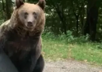 Increíble: Se encontraron con un oso en plena ruta, lo dejaron pasar y el animal tuvo un gesto que los dejó atónitos