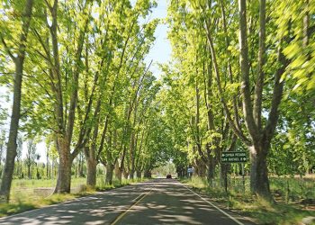 Día Provincial del Árbol: “Hay un descuido en la protección y el mantenimiento del arbolado”