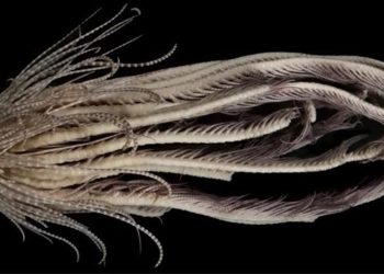 Una criatura marina de 20 «brazos»: descubrimiento en la Antártida