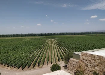 Conmoción en la provincia de Mendoza: un turista brasileño quedó en terapia intensiva tras caer desde la terraza de una bodega