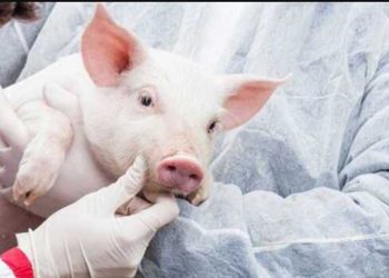 Un riñón de cerdo funciona en una persona desde hace más de un mes