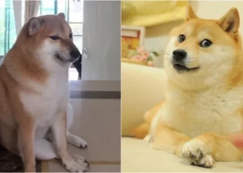 Tristeza y dolor en redes: murió Cheems, el perrito viral que era furor gracias a sus stickers y memes