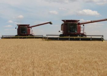 La cosecha se contrae en todas las provincias, pero en algunas su impacto económico es mayor