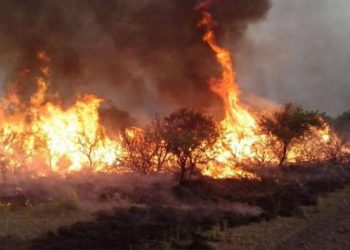 Se encuentra circunscripto el Incendio Forestal en Alvear