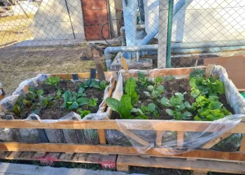Hay 40.000 huertas agroecológicas familiares en Mendoza: cómo tener una en casa