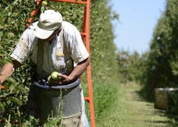 Programa Intercosecha: entregan subsidios de 32 mil pesos a trabajadores temporarios