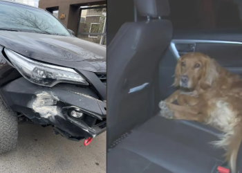 ¿Pagará el seguro? Un perro hizo arrancar una camioneta estacionada, la chocó y todo quedó grabado