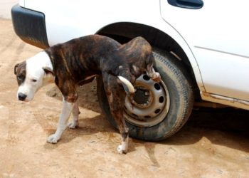 Curiosidades: Por qué los perros y gatos hacen pis en las ruedas de los autos y cómo se puede evitar