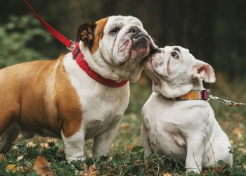 La caída de los bulldog inglés: los pagaban hasta $500 mil y ahora los regalan por lo caro que es mantenerlos