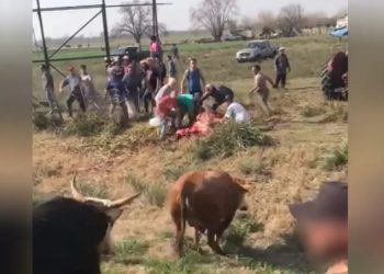 Provincia de Buenos Aires: Volcó un camión que transportaba vacas y los vecinos las faenaron en plena ruta (video)