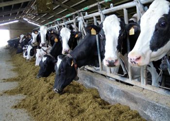 Desde la Sociedad Rural de Mendoza reclaman que se apliquen más políticas estratégicas que impulsen la ganadería