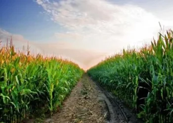 Brasil desbanca a Estados Unidos como el mayor exportador mundial de maíz