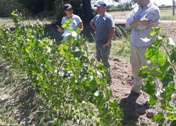 Se desarrolla una importante campaña de forestación a favor del medio ambiente