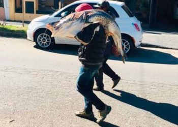 Fuertes críticas para un pescador que atrapó un surubí de 40 kilos y se lo llevó al hombro